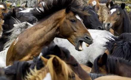 جشنواره اسبهای وحشی