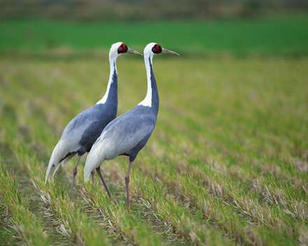 دو پرنده ی زیبا درحال قدم زدن درشالیزار