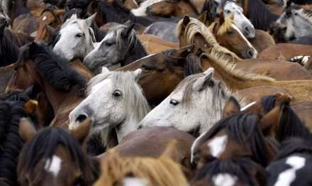 جشنواره اسبهای وحشی