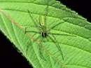 عنکبوت سبزروی برگ