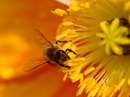 زنبورعسل روی گل زرد