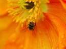 زنبورعسل روی گل نارنجی