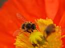 زنبورعسل روی گل نارنجی
