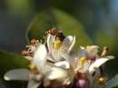 زنبورعسل روی گل