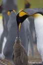 تصاویری از بزرگترین مهد کودک پنگوئنی دنیا