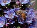 زنبورعسل روی گل بنفش