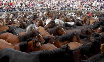 جشنواره اسبهای وحشی