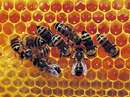 زنبورهای عسل درکندو