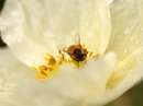 زنبورعسل روی گل سفید