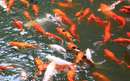 ماهیهای قرمز داخل حوض در چین