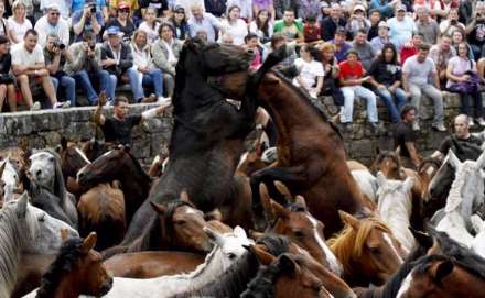 جشنواره اسبهای وحشی