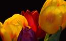 گل لاله با رنگ های مختلف