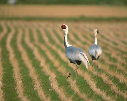 دو پرنده ی زیبا درحال قدم زدن درشالیزار