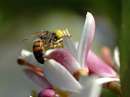 زنبورعسل روی گل