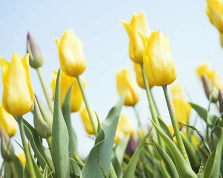 لاله های نیمه باز