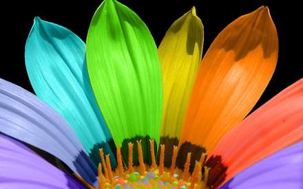 گلی رنگارنگ