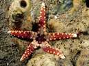 ستاره دریایی زیبا