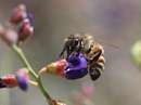 زنبورعسل روی گل بنفش