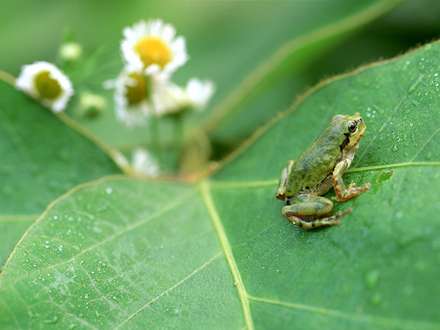 قورباغه روی برگ
