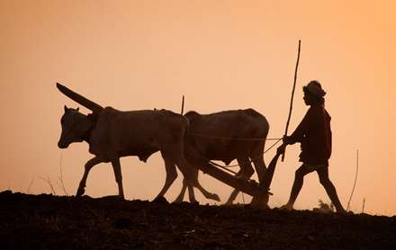 مردی در حال شخم زدن زمین