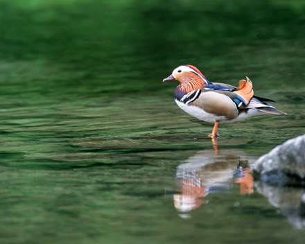 پرنده ی رنگی در آب