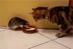هم پیاله شدن موش و گربه