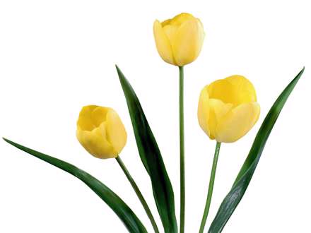 گل لاله زرد