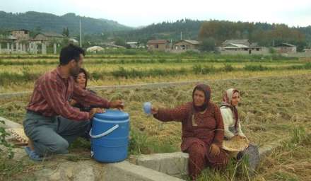 گزارش تصویری از برداشت برنج