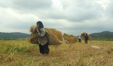 گزارش تصویری از برداشت برنج