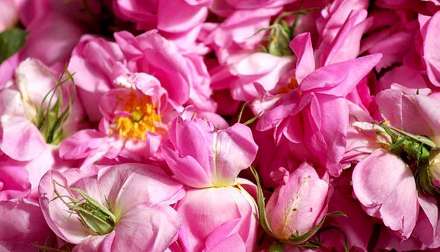 گلاب گیری در قمصر کاشان