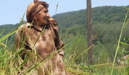 گزارش تصویری از برداشت برنج