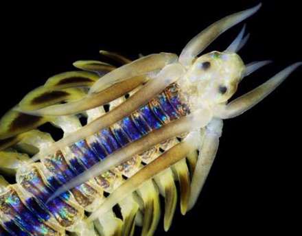 تصاویر شگفت انگیز از شیاطین دریای سفید