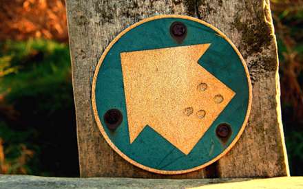 نمایی از تنه درخت