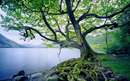 تصوير درختی کنار دریاچه در انگلستان