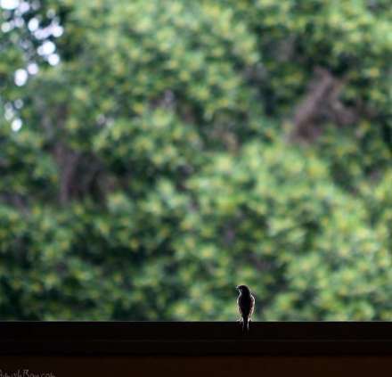 عکس های ماکرو فوق العاده زیبا