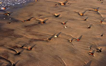 تصوير ساحل شني يك دريا در لهستان