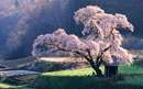 تصویر طبیعتی سرسبز و درختان در ژاپن