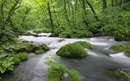 تصویر رودخانه ای میان جنگل در ژاپن