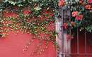 تصویر گلها و برگهای چسبیده به دیوار در مکزیک