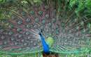 تصویر طاووسی هندی با پرهای باز