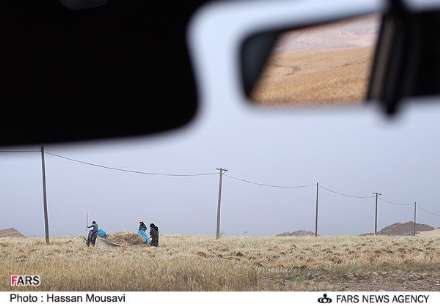 گزارش تصویری از برداشت گندم در شهرستان آبدانان