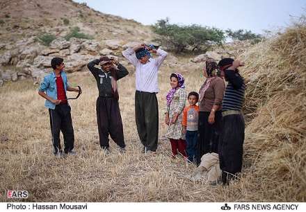 گزارش تصویری از برداشت گندم در شهرستان آبدانان