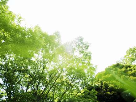 درختان زیر نور آفتاب