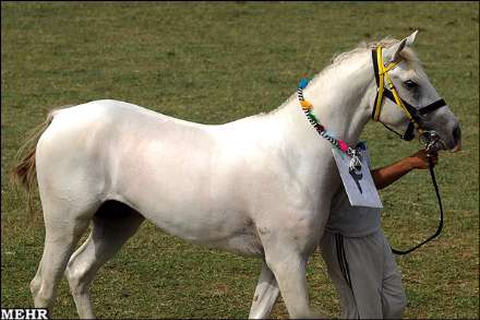هفتمین جشنواره اسب اصیل ترکمن صوفیان