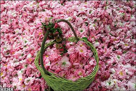 برداشت گل محمدی و گلاب گیری در میمند فارس