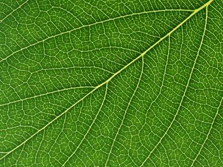 برگ پهن زیبا