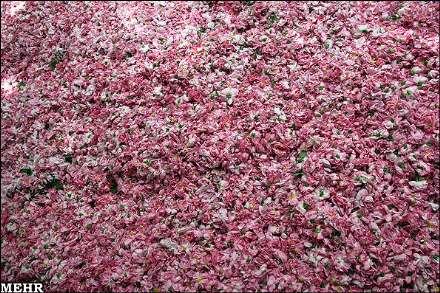 برداشت گل محمدی و گلاب گیری در میمند فارس