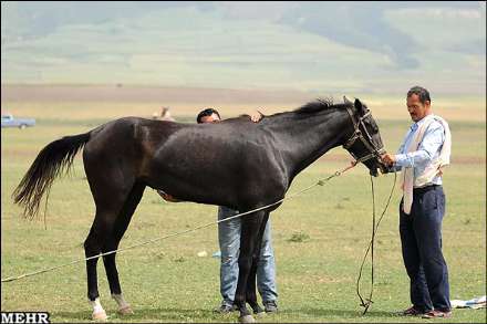 هفتمین جشنواره اسب اصیل ترکمن صوفیان