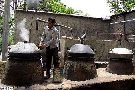 برداشت گل محمدی و گلاب گیری در میمند فارس