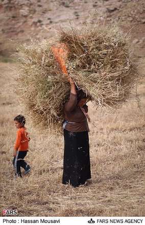 گزارش تصویری از برداشت گندم در شهرستان آبدانان